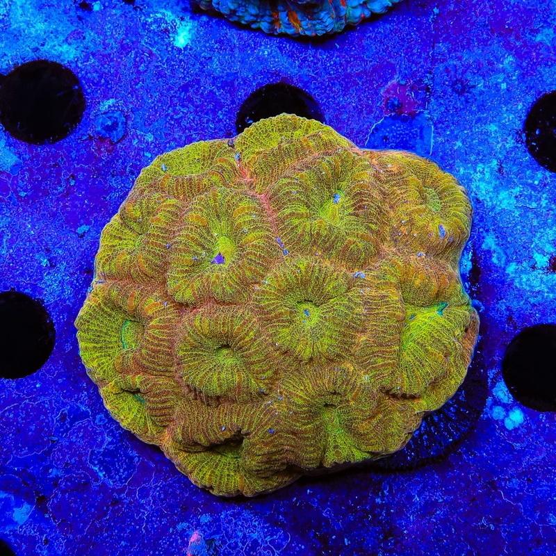 Gold Matrix Barabattoia Coral