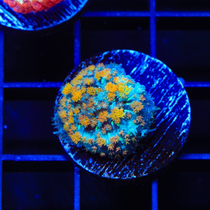 Golden Stars Persian Rug Mushroom Coral