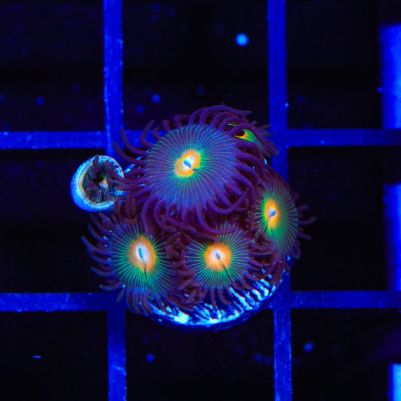 Gorilla Nipples Zoanthids Coral