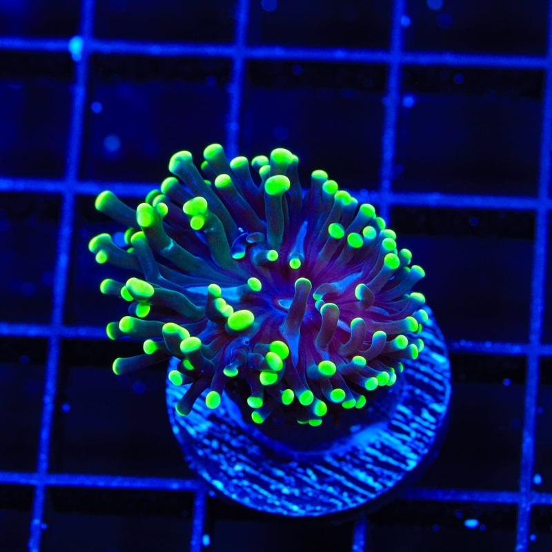 Green Tip Frogspawn Coral
