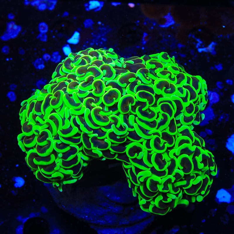 Highlighter Wall Hammer Coral