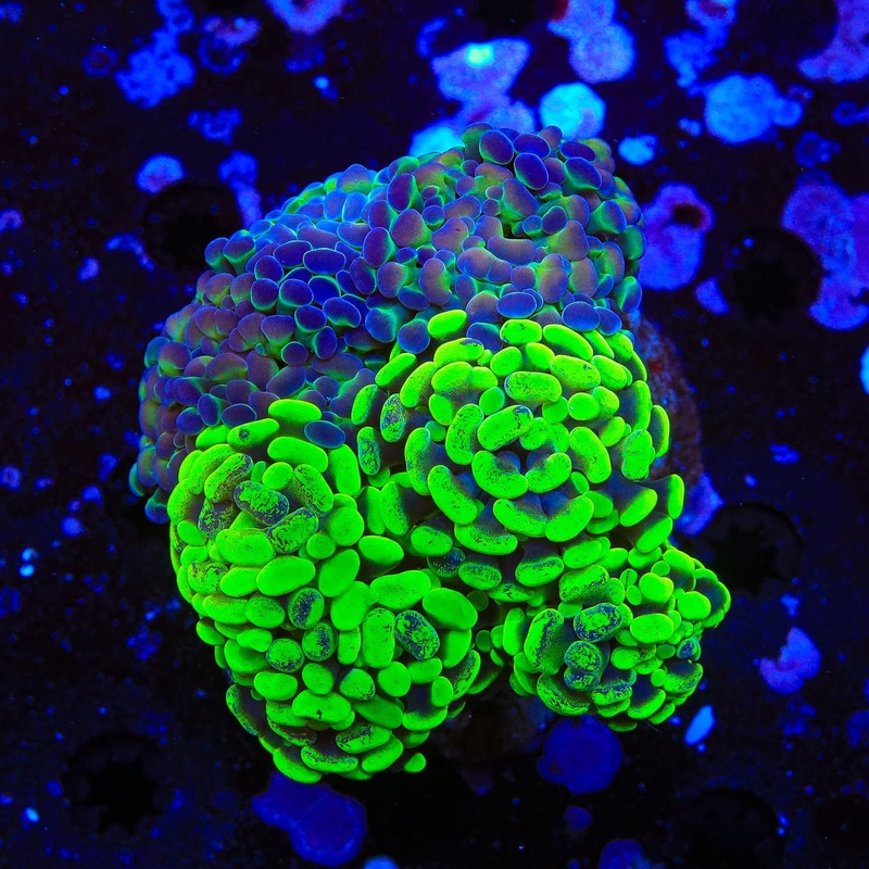 Holy Grail Combo Hammer Coral