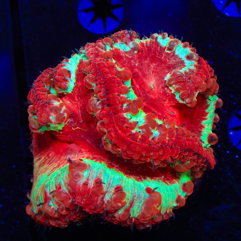 Insane Rainbow Blastomussa Coral