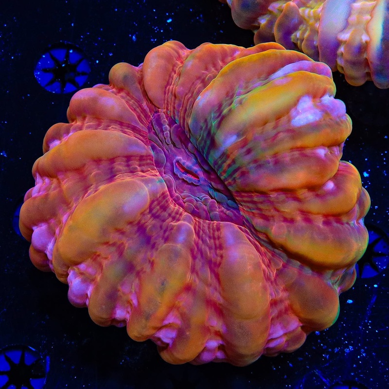 Insane Rainbow Cynarina Coral