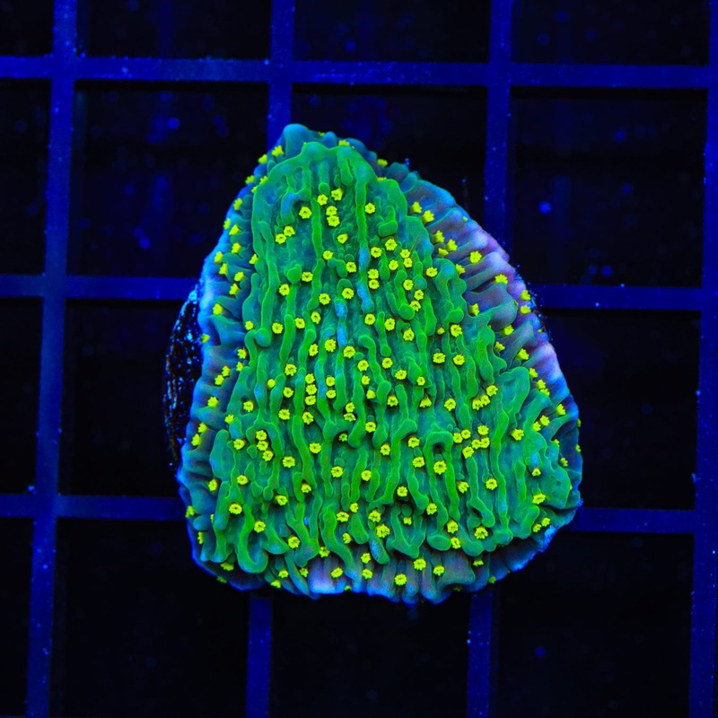 JF Pink Rim Montipora Coral