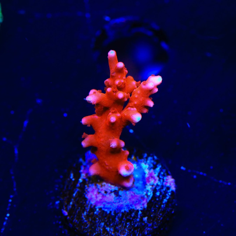 JF TNT Anacropora Coral