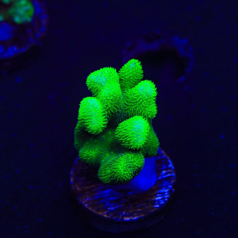 Kelly Green Psammocora Coral