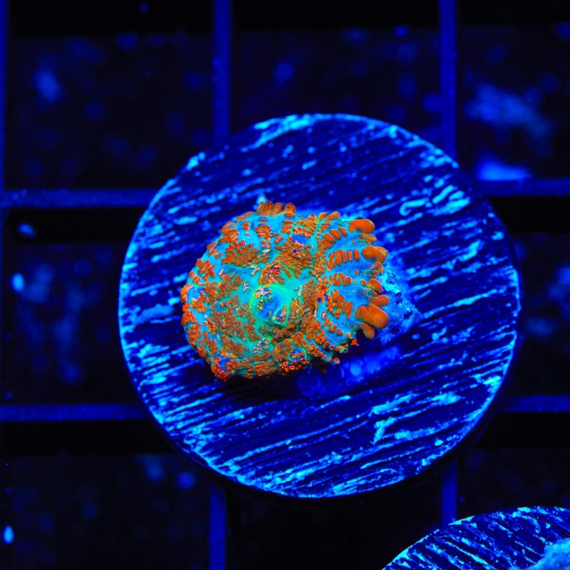 Kung Fu Rhodactis Mushroom Coral