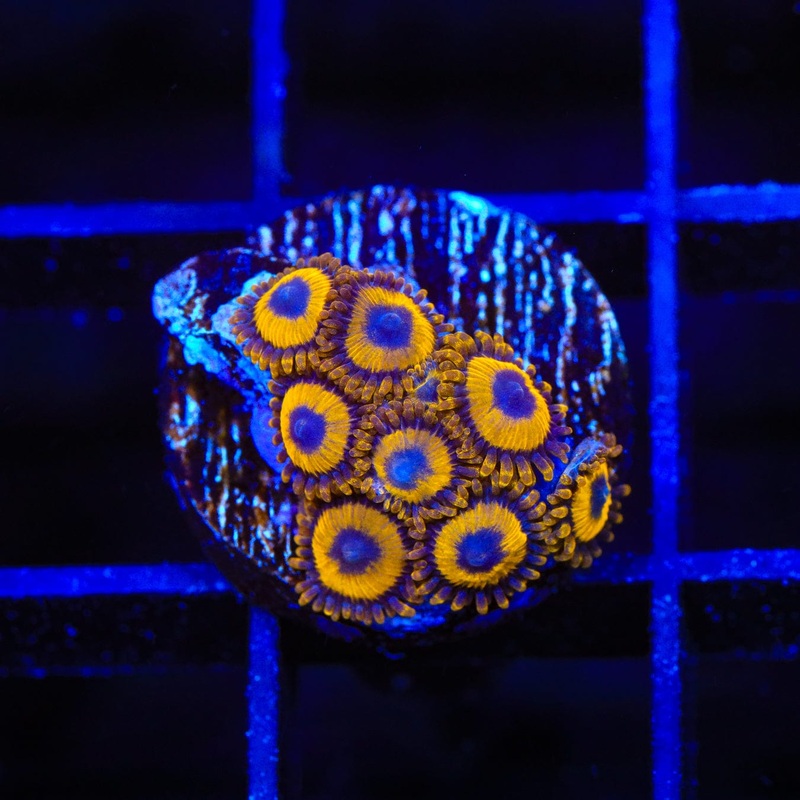 LA Lakers Zoanthids Coral