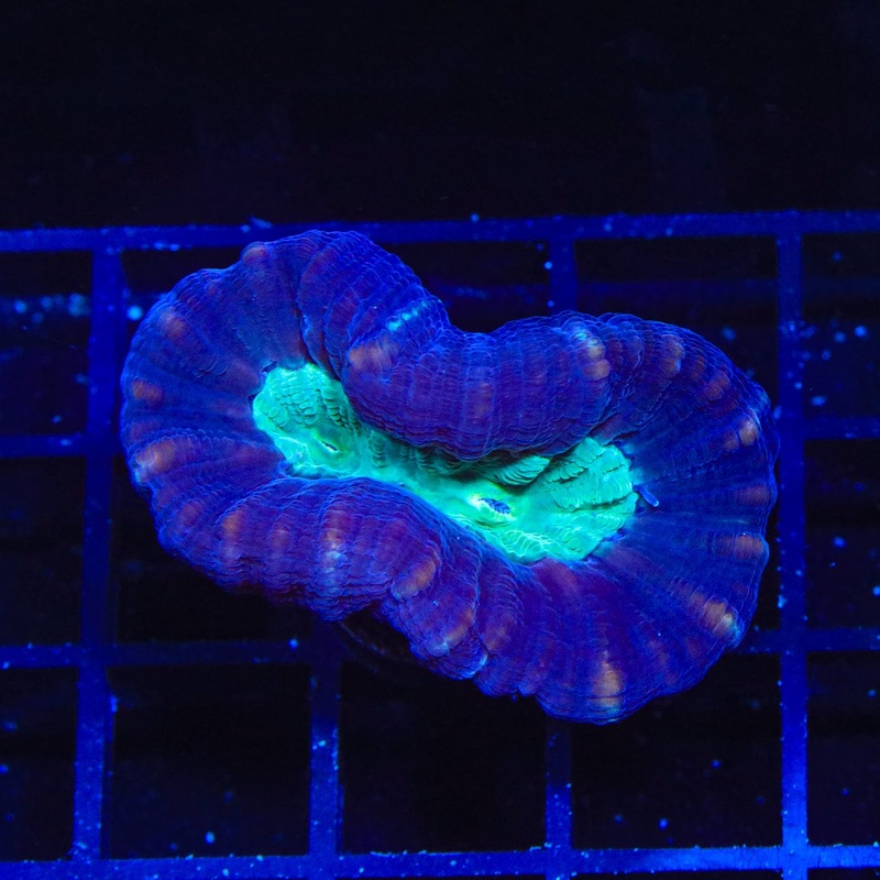 Mammoth Candy Cane Coral