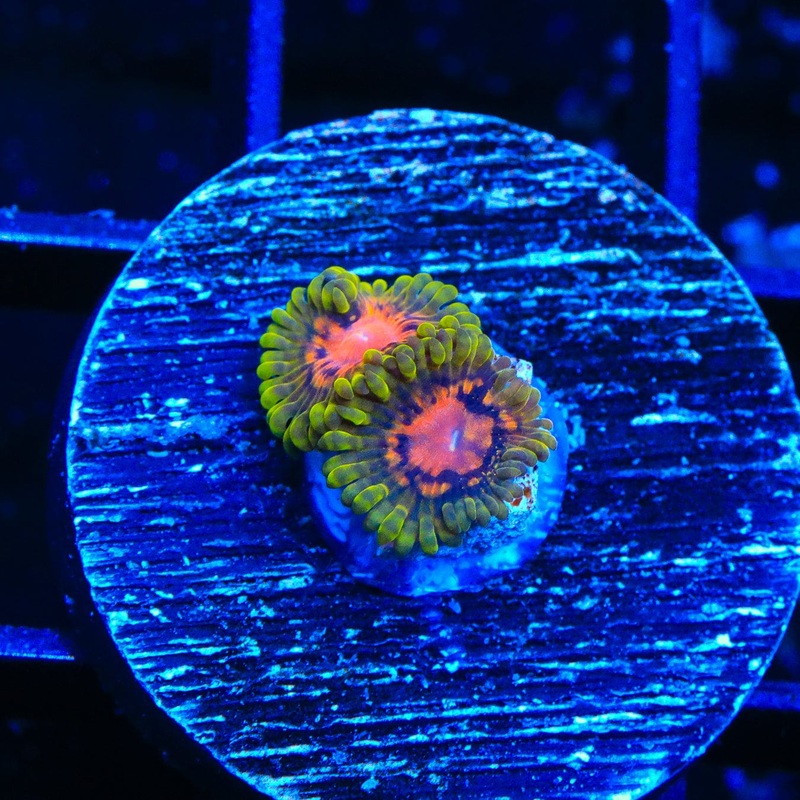 Marvin the Martian Zoanthids Coral