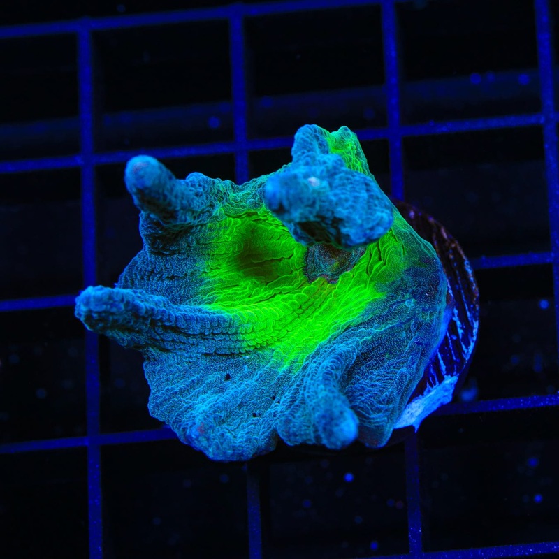 Mission Mars Pectinia Coral