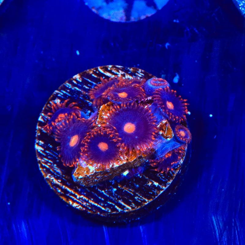 My Clementine Zoanthids Coral