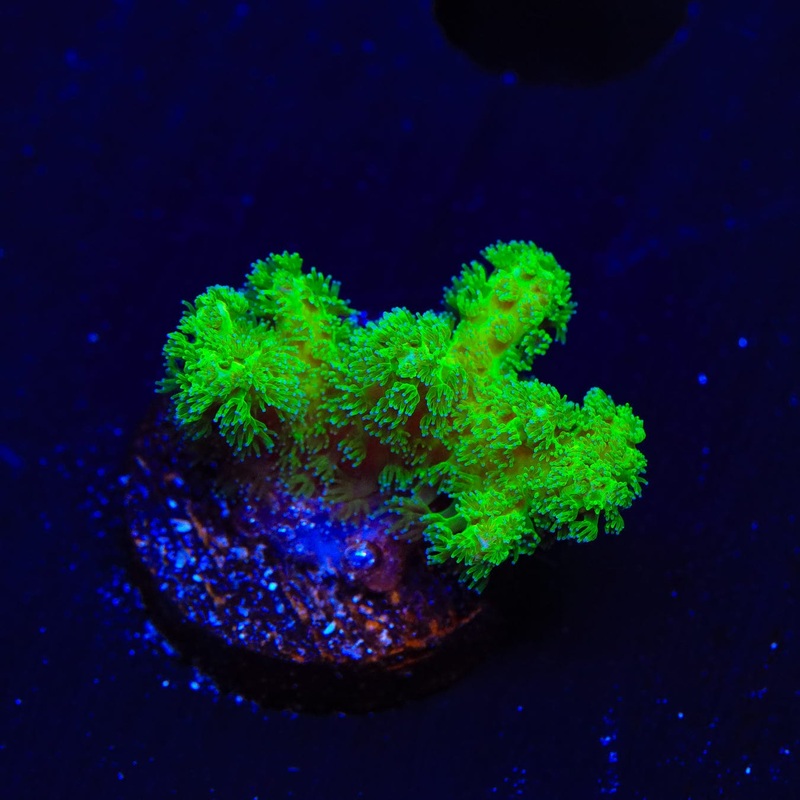Neon Green Pocillopora Coral