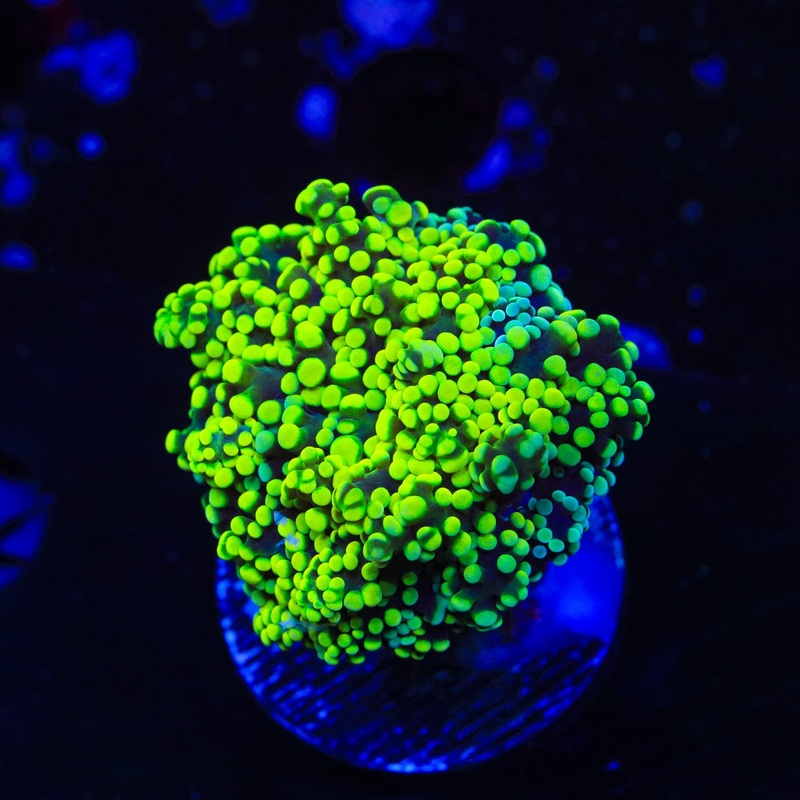 Neon Octospawn Coral