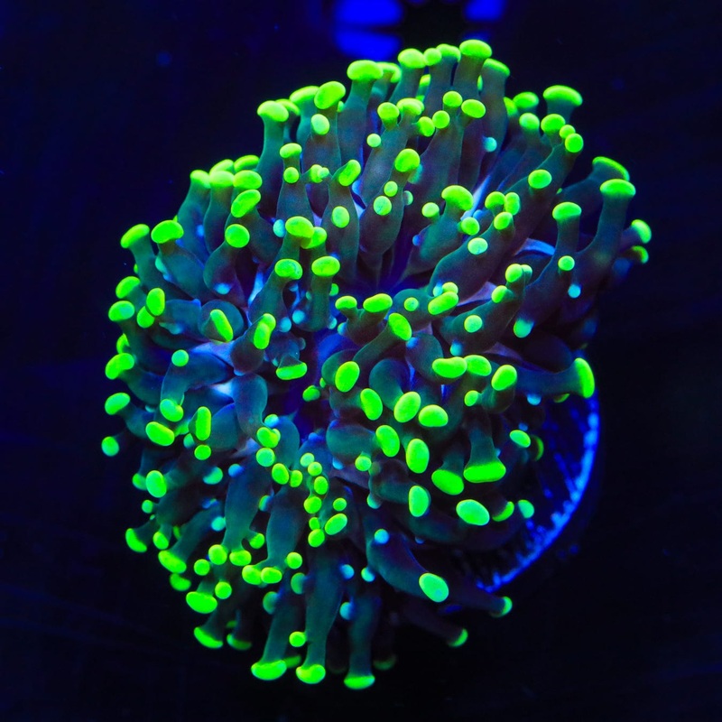 Neon Tip Cristata Coral