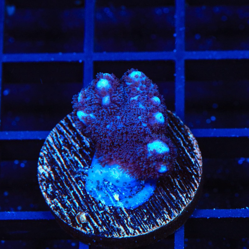 ORA German Blue Digitata Montipora Coral