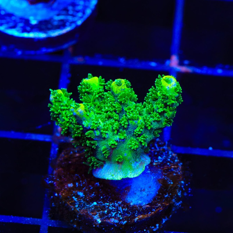 ORA Green Planet Acropora Coral