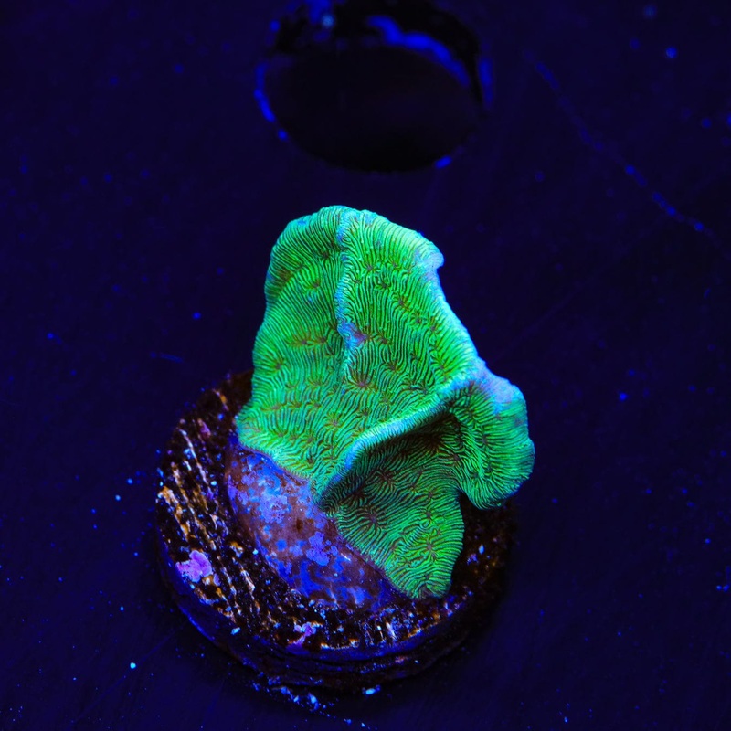 ORA Mint Pavona Coral