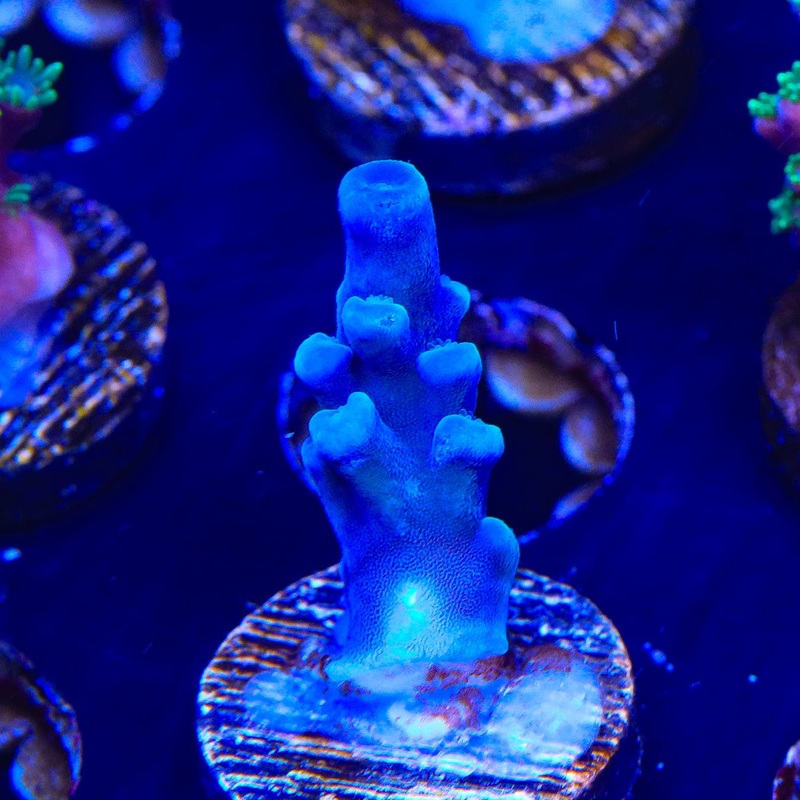 Oregon Blue Tort Acropora Coral