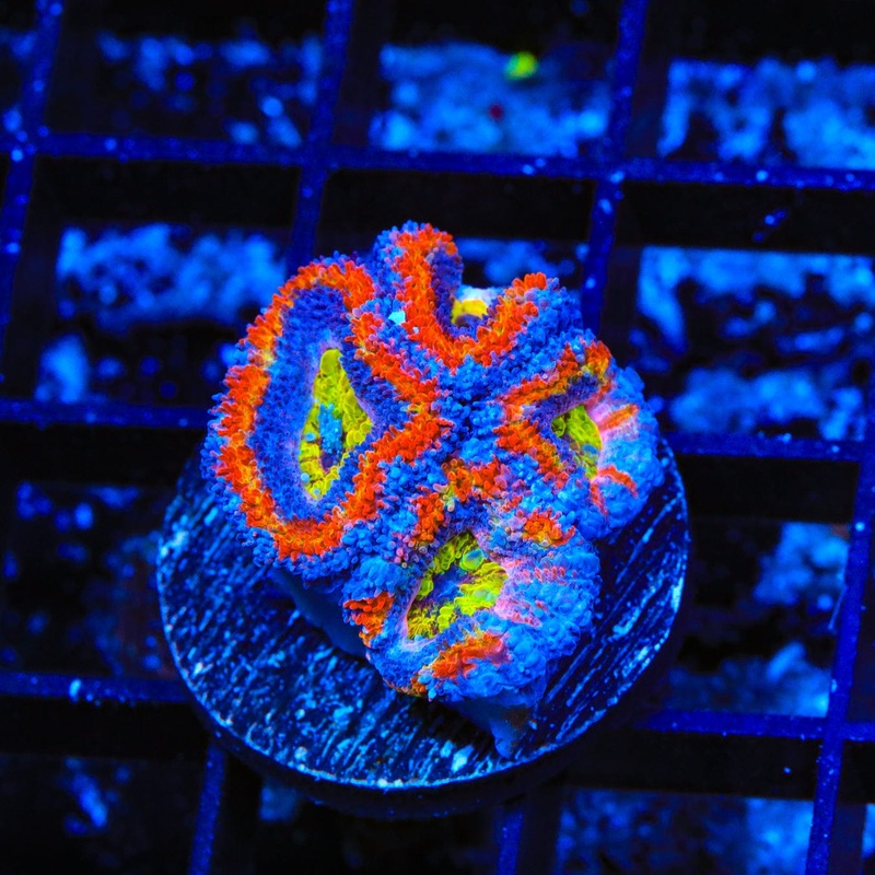 Rainbow Acan Coral