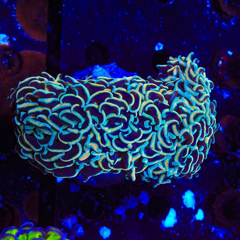 Rainbow Wall Hammer Coral