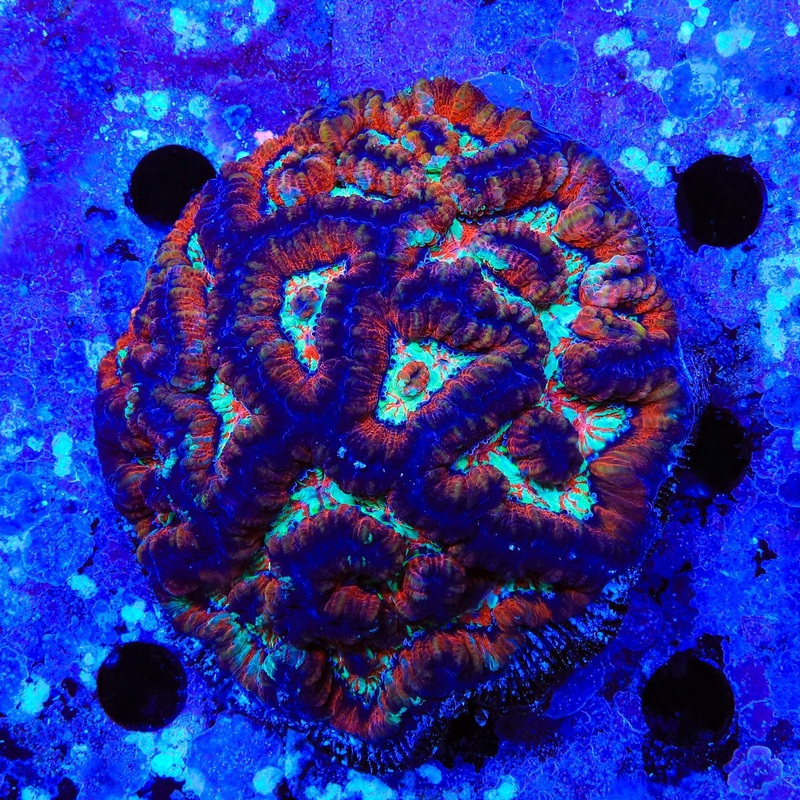 Rainbow Wilsoni Coral