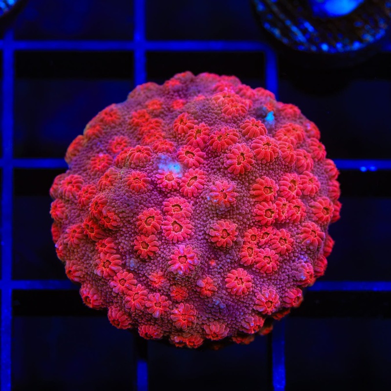 Red Brick Cyphastrea Coral