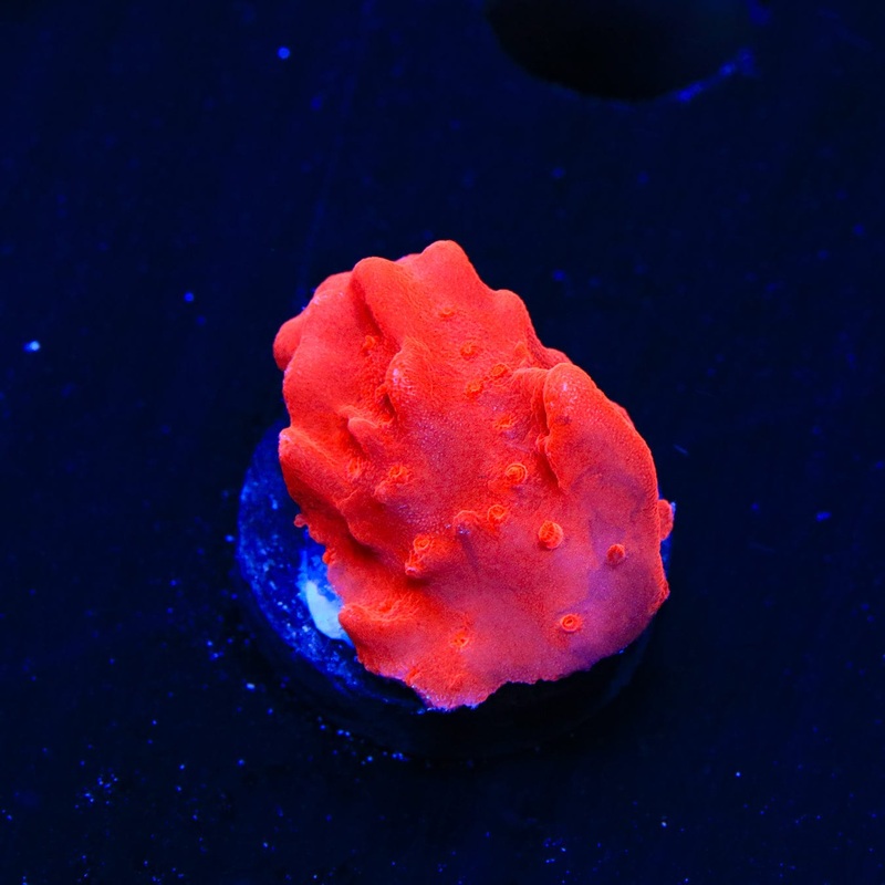 Red Setosa Montipora Coral