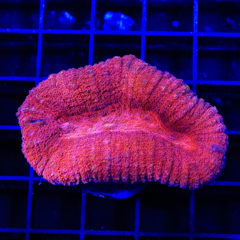 Red Ultra Lobophyllia Coral