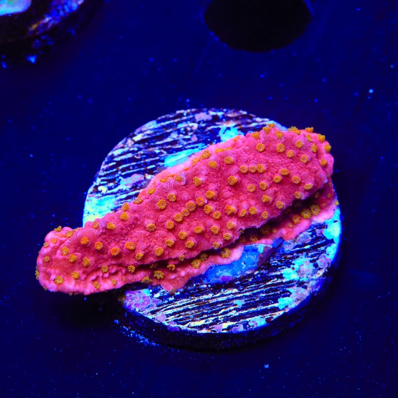 Reeftech Starburst Montipora Cap Coral