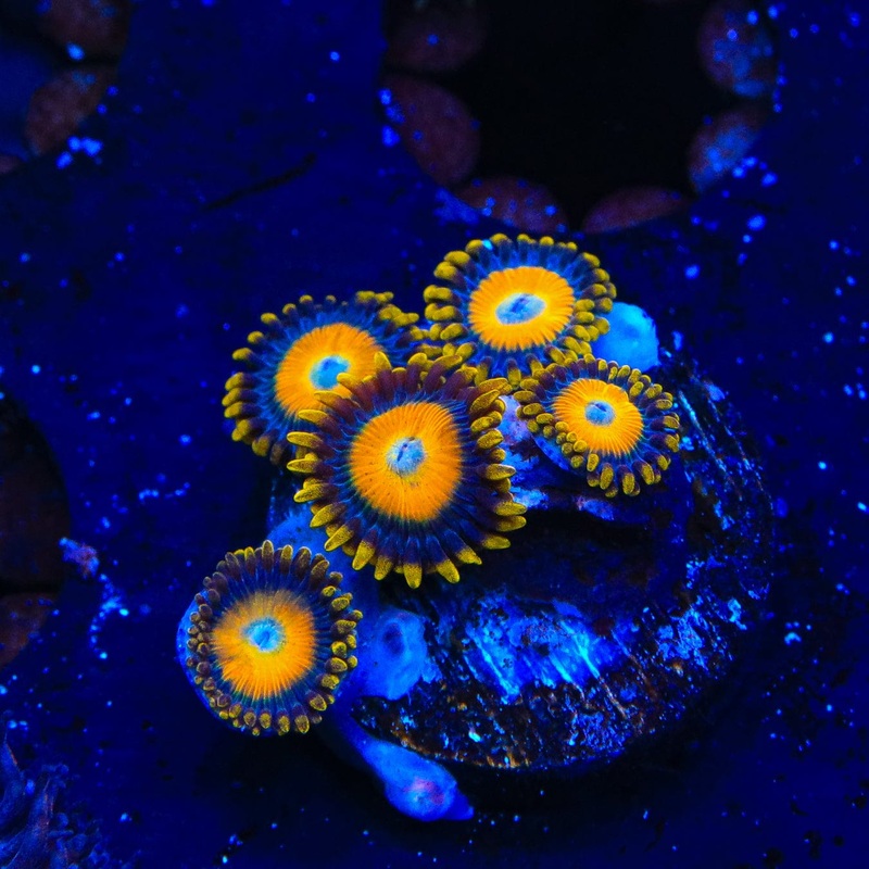 Scrambled Eggs Zoanthids Coral
