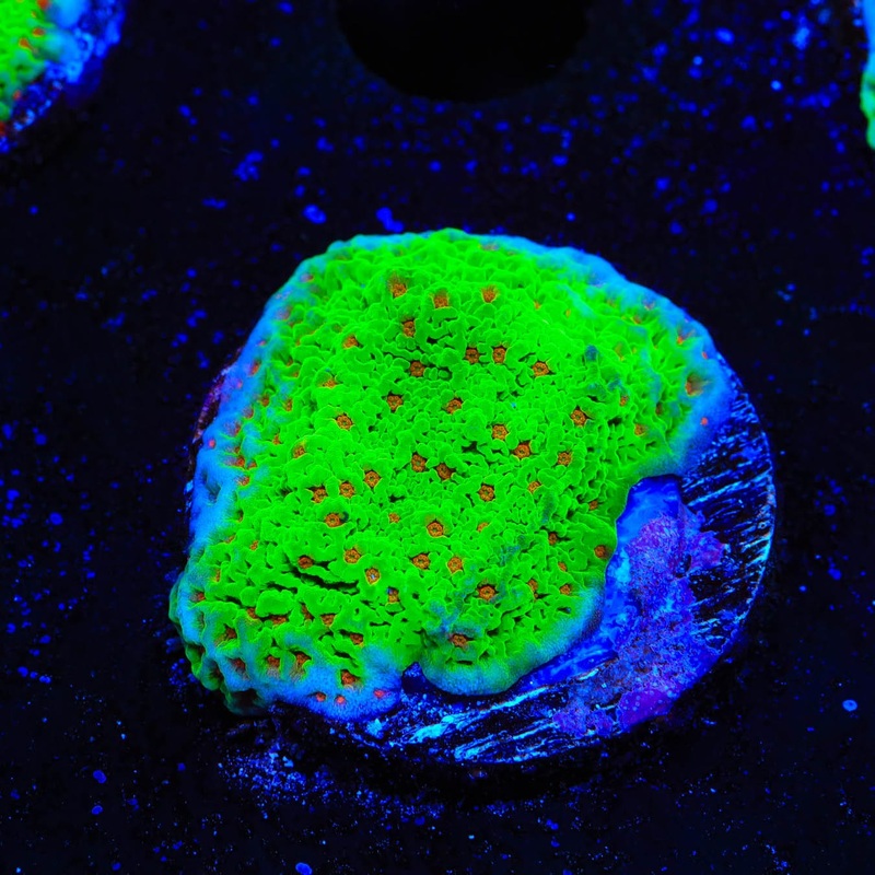 Seasons Greeting Montipora Coral