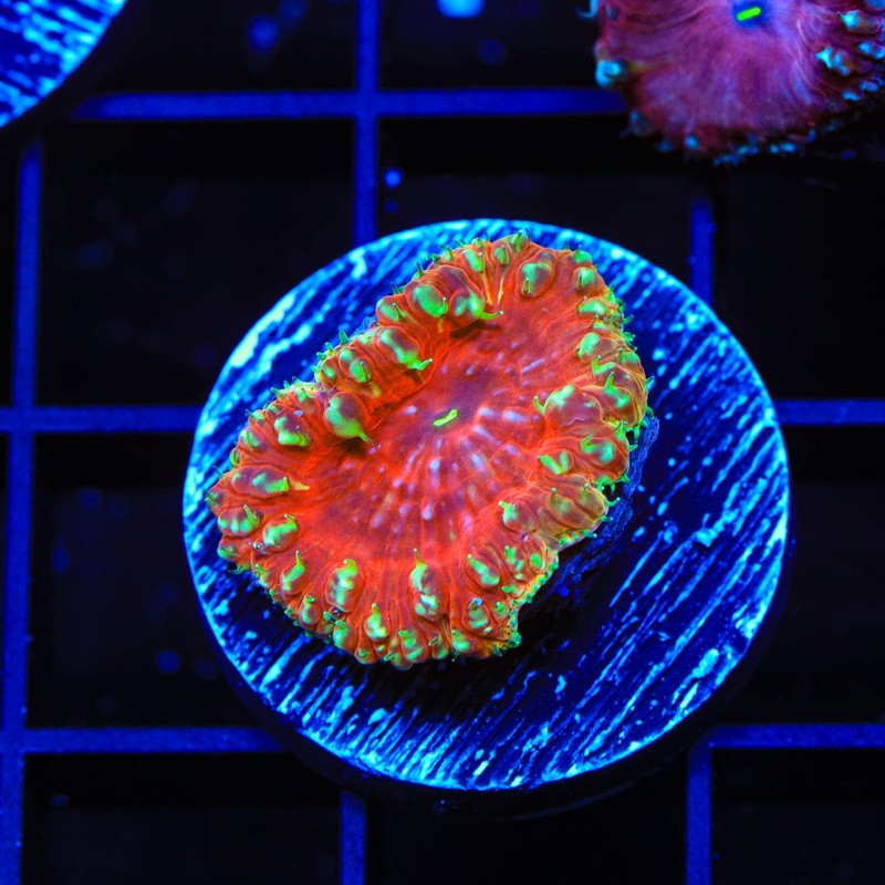 Strawberry Blastomussa Coral