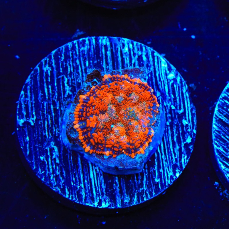 Tang Rhodactis Mushroom Coral