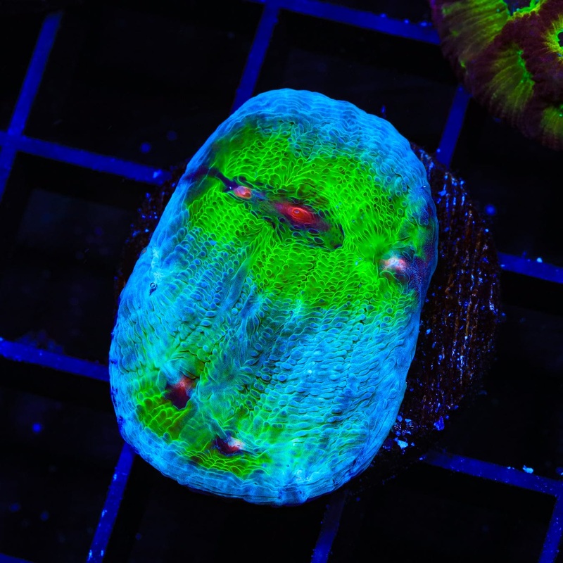 TSA Avatar Chalice Coral