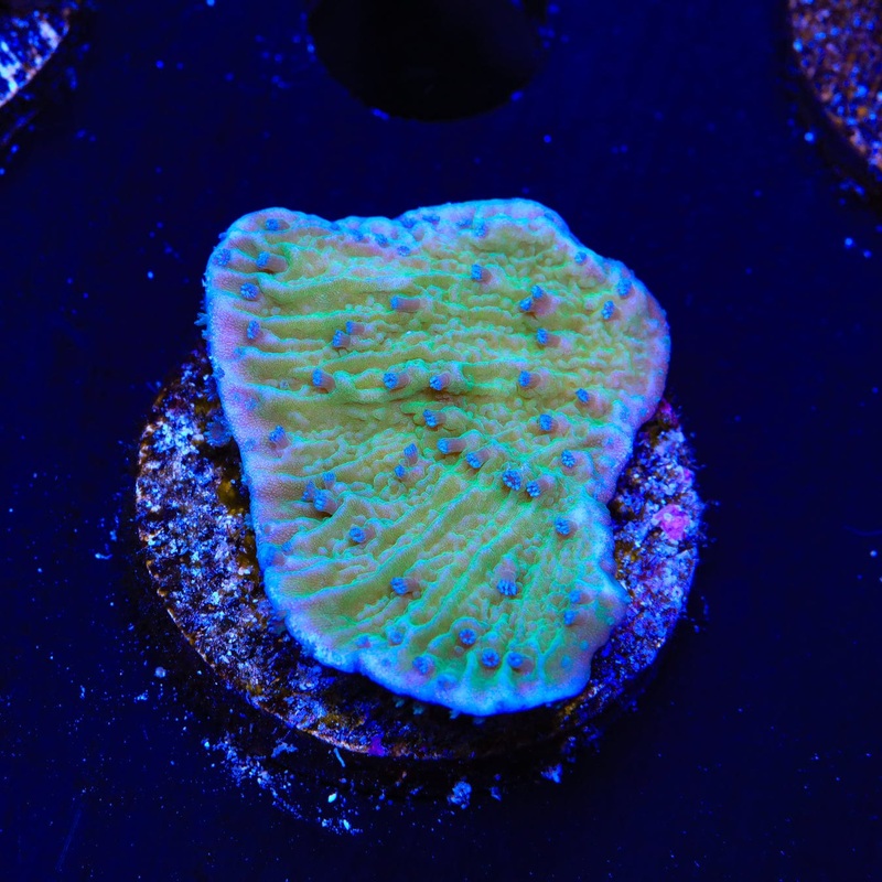 TSA Blueberry Fields Montipora Coral