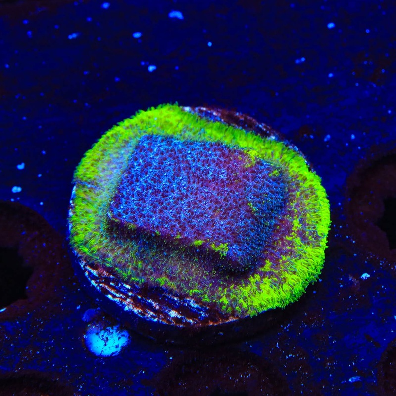 TSA Blueberry Haze Psammocora Coral