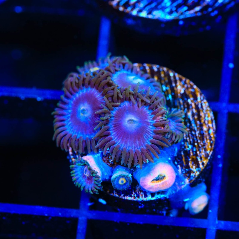 TSA Blueberry Zoanthids Coral