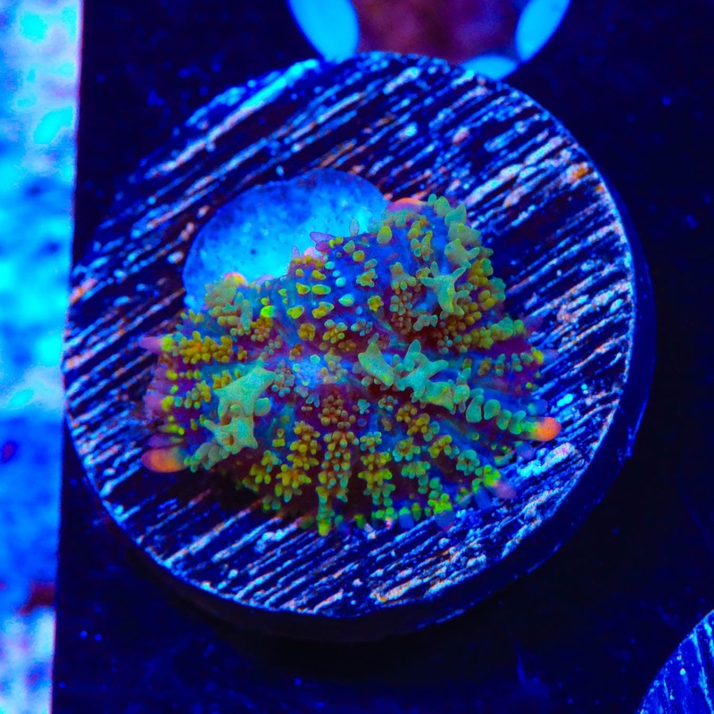 TSA Bozos Revenge Bounce Mushroom Coral