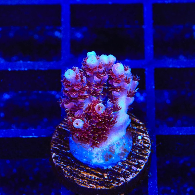 TSA Daydream Acropora Coral