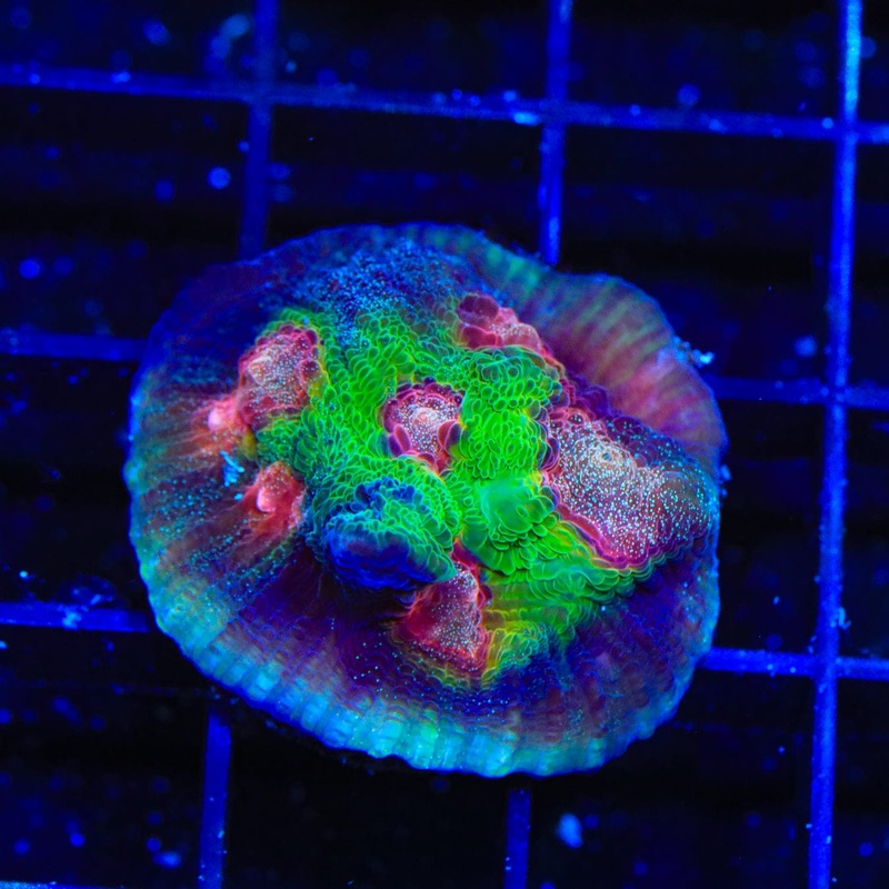 TSA Demogorgon Chalice Coral