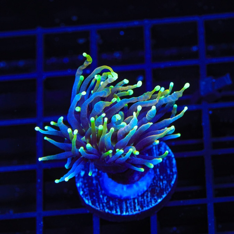TSA Dragon Soul Torch Coral