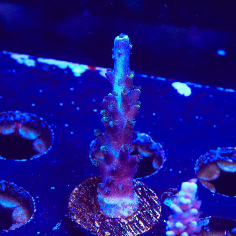 TSA Exquisita Acropora Coral