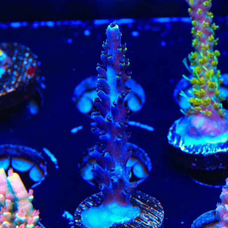 TSA Exquisita Stag Acropora Coral