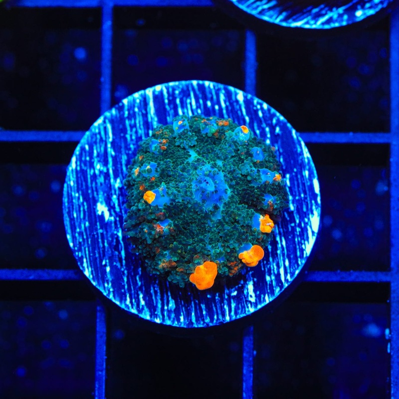 TSA Flaming Cheeto Bounce Mushroom Coral