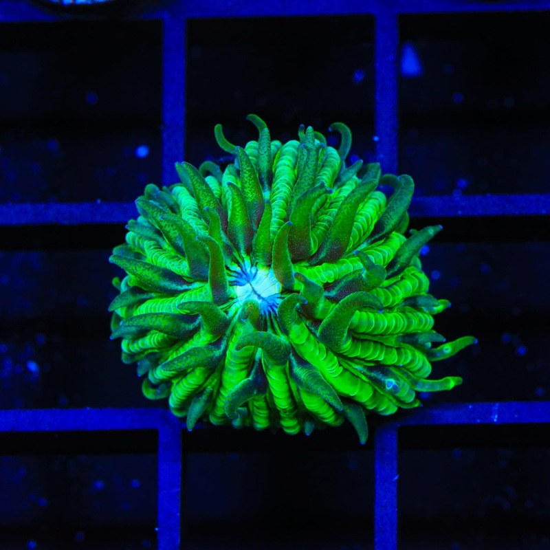 TSA Funky Fungia Plate Coral