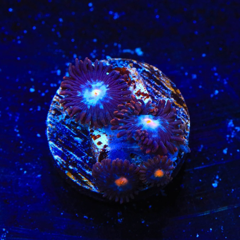 TSA Glow Pop Zoanthids Coral