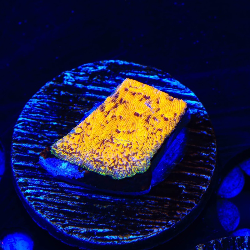 TSA Goldschlager Leptoseris Coral