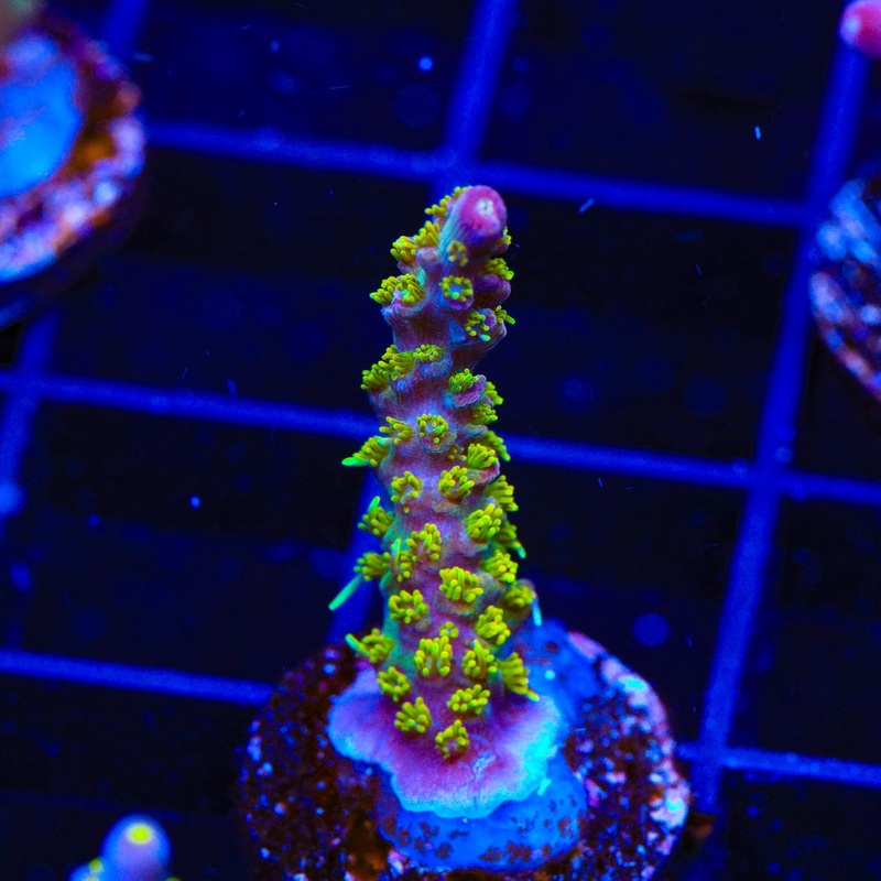 TSA Grape Ape Acropora Coral